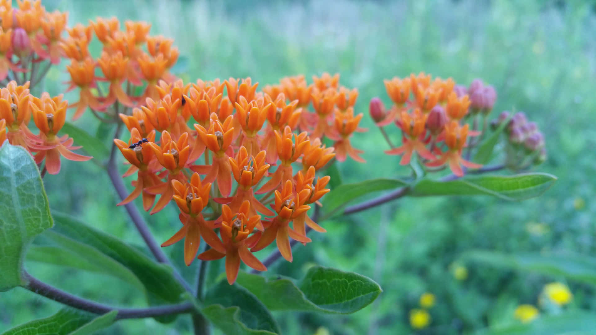 A vivid orange butterfly weed flower in all its glory Wallpaper