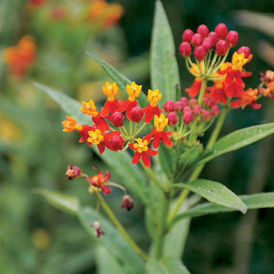 "Butterfly Weed blazes brightly in the summer sun" Wallpaper