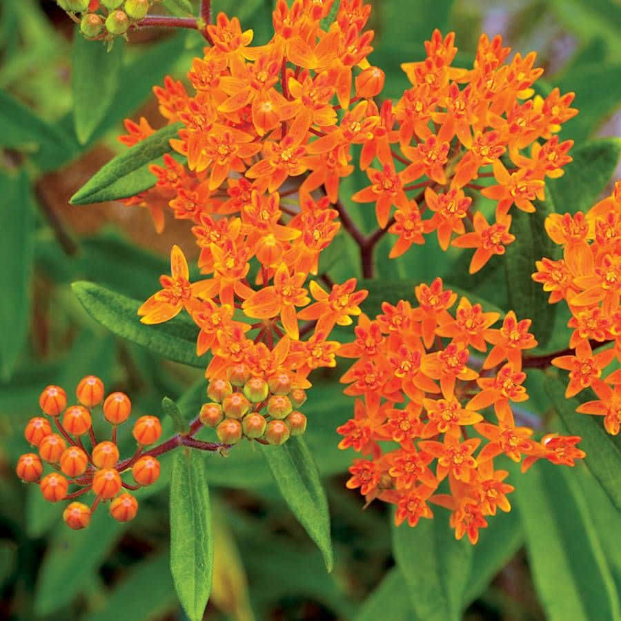 Colorful butterfly weed adds bright beauty to the garden Wallpaper