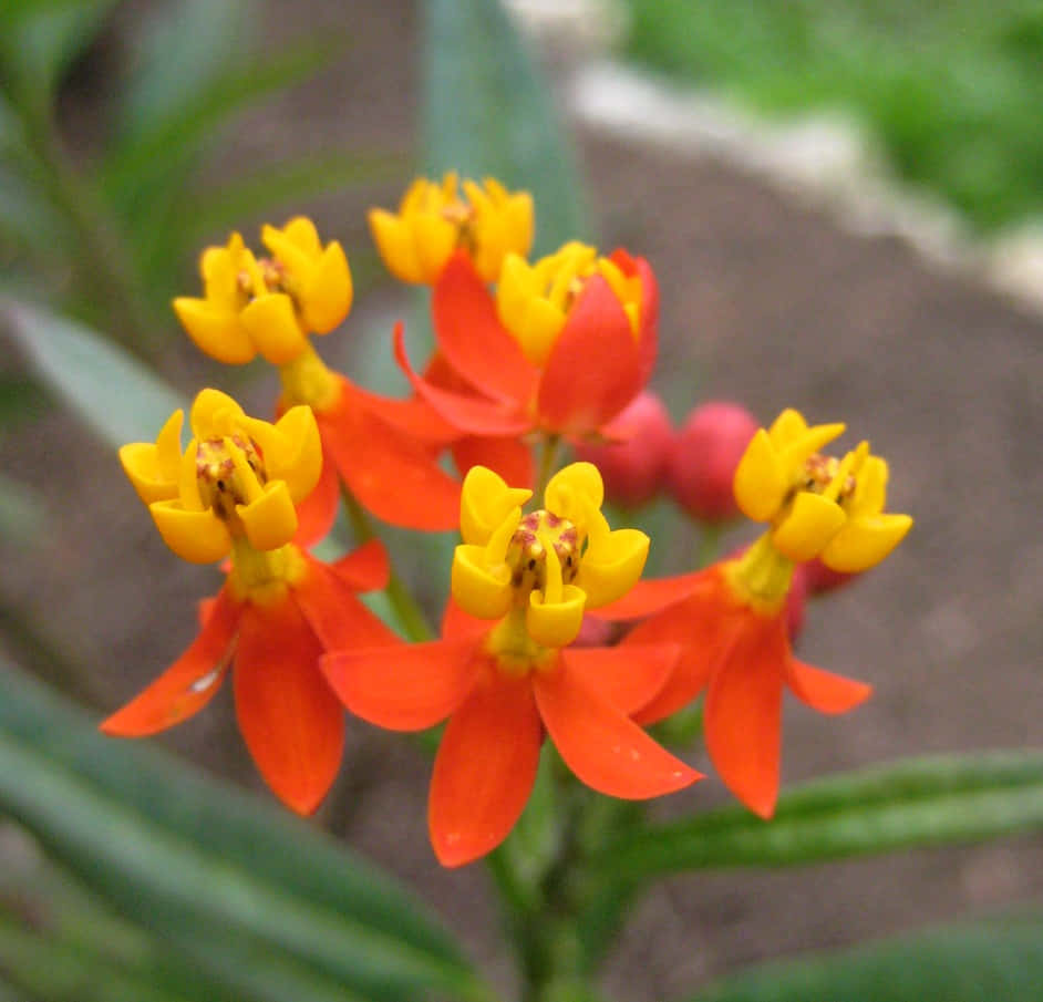 The Brightly Colored Flowers of Butterfly Weed Brightly Blooming in a Summer Day Wallpaper