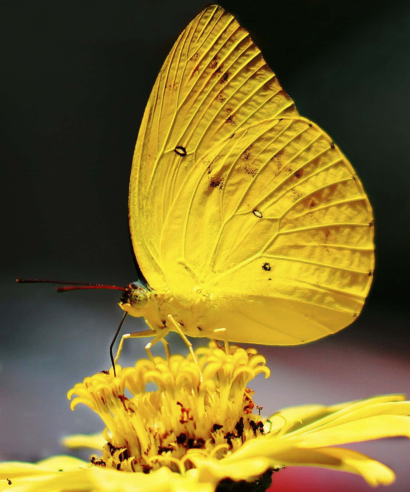 An elegant yellow butterfly basks in the sun Wallpaper