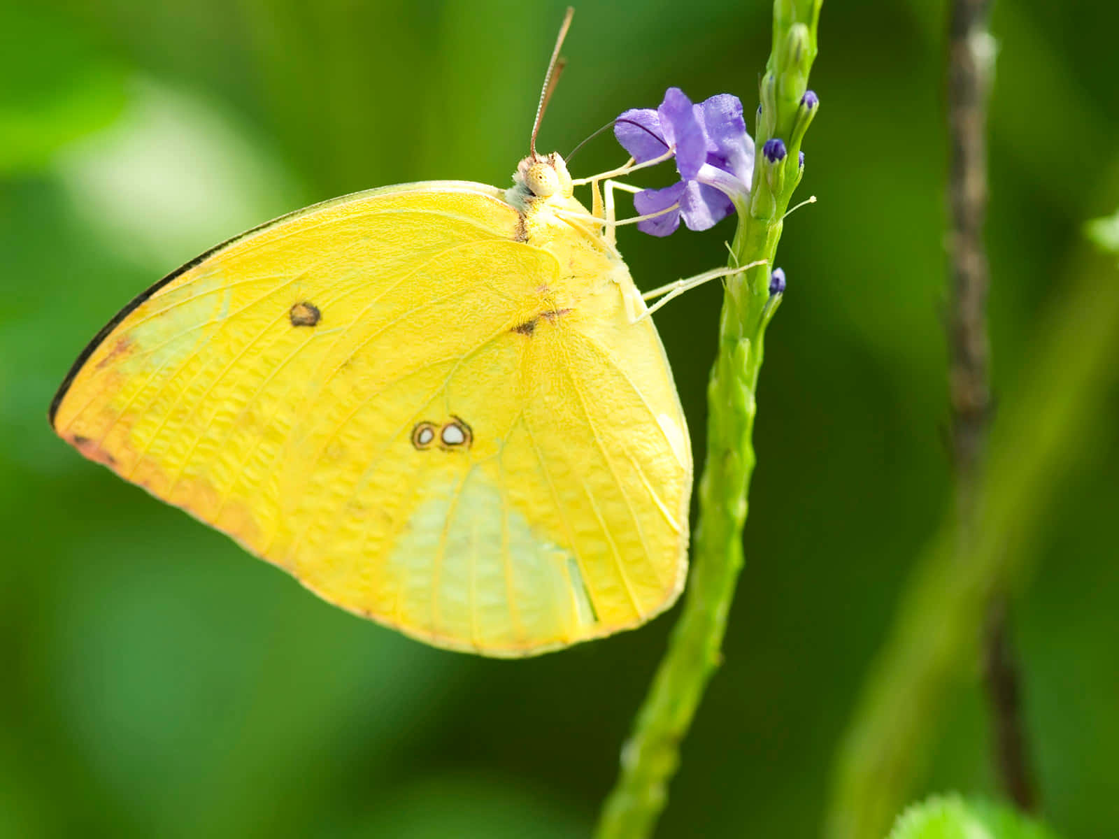 A vibrant yellow butterfly atop a blooming field Wallpaper
