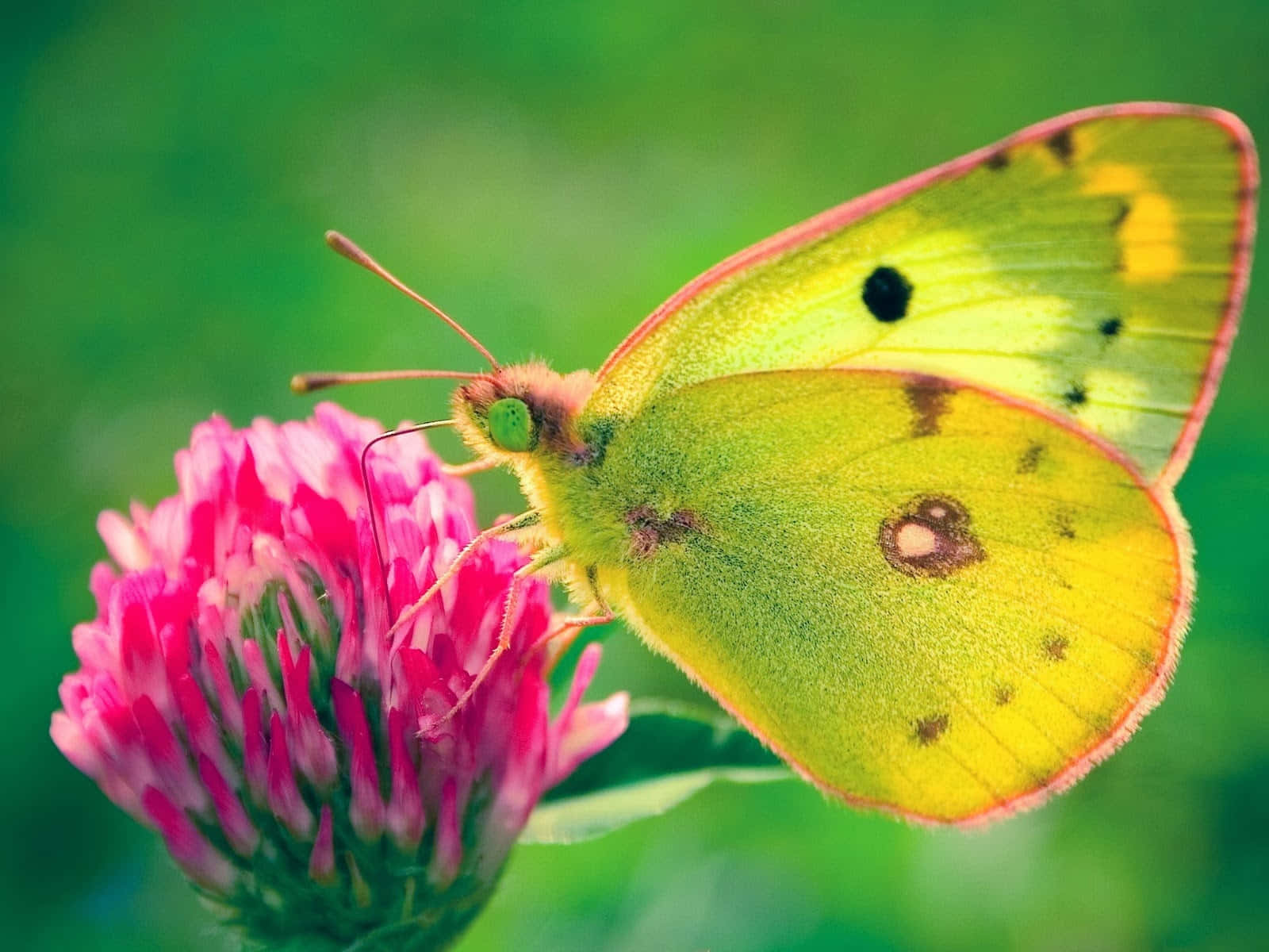 A Vibrant Yellow Butterfly Sitting on a Leaf Wallpaper