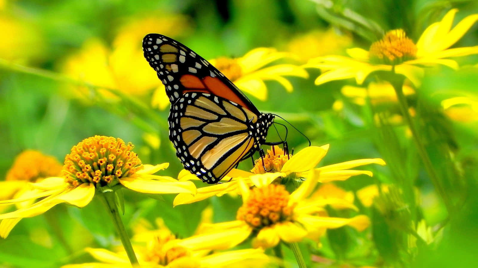 A vivid and beautiful yellow butterfly fluttering by Wallpaper