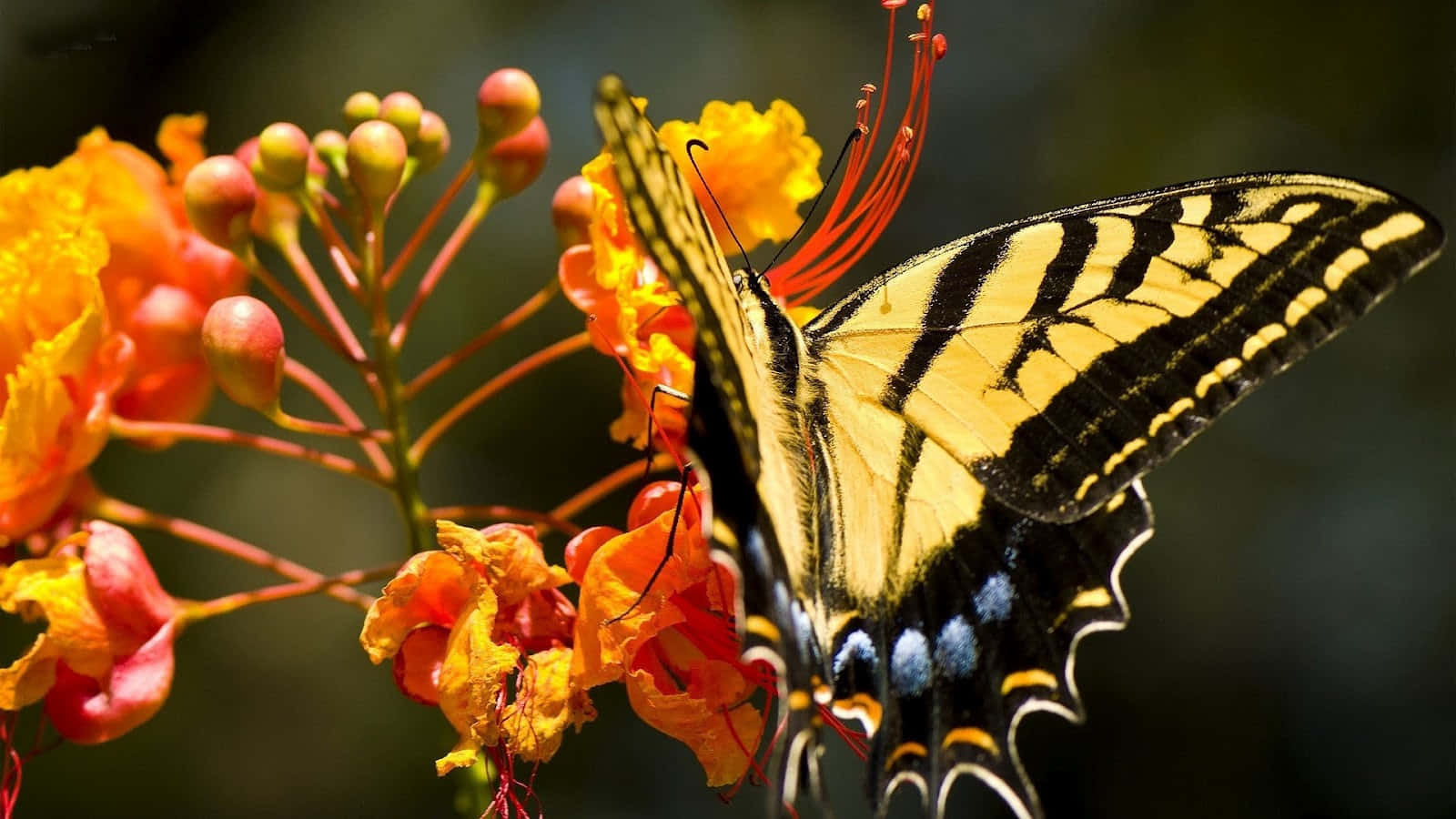 'Brightly Colored Butterfly' Wallpaper
