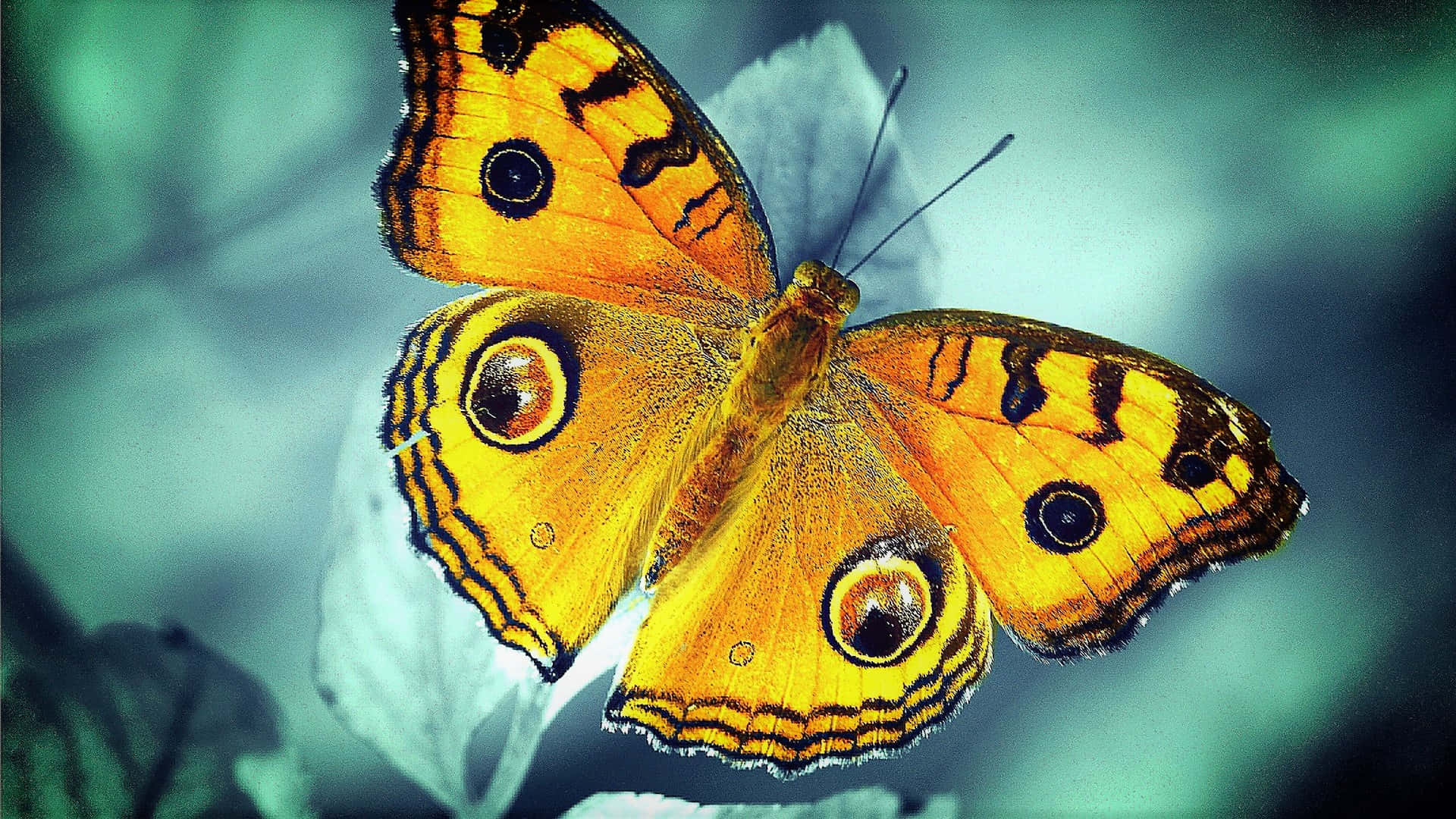 Image  Beauty of a Yellow Butterfly Wallpaper
