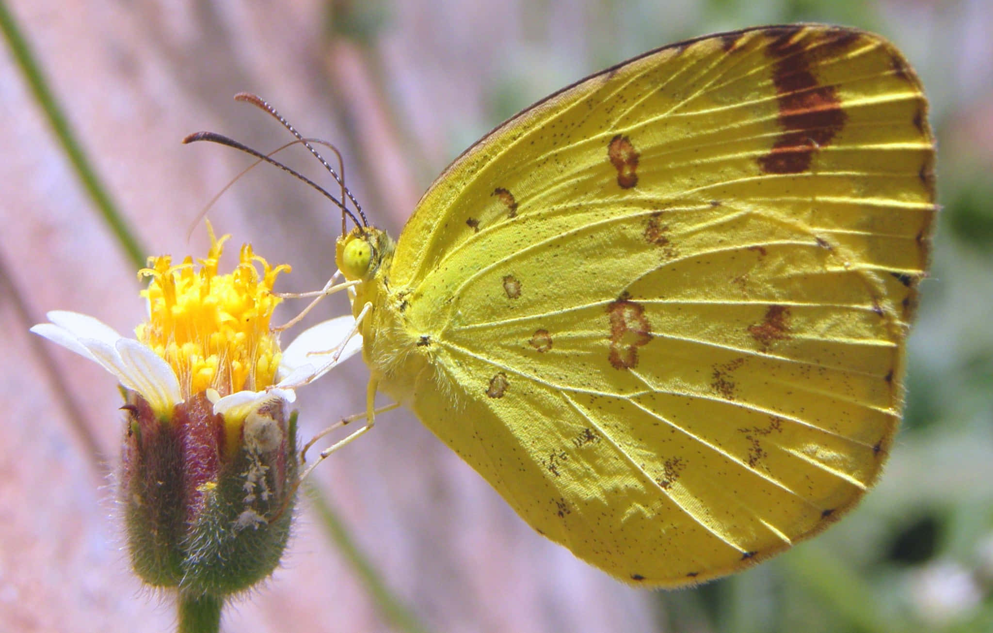 A Yellow Butterfly Flying in a Pastel Garden Wallpaper