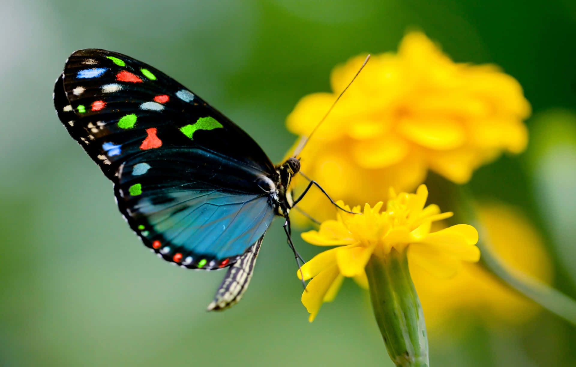 Image  A vibrant yellow butterfly resting on a blue flower Wallpaper