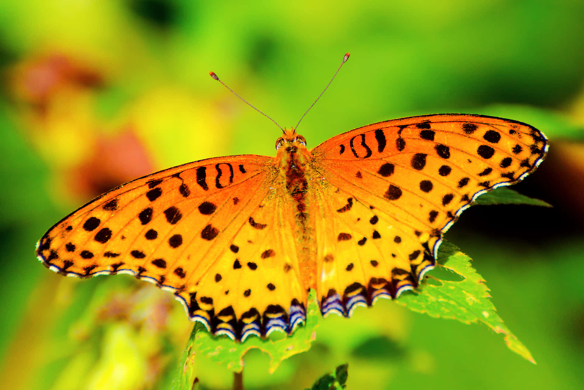 Bright and Colorful Butterfly on a Flower Wallpaper