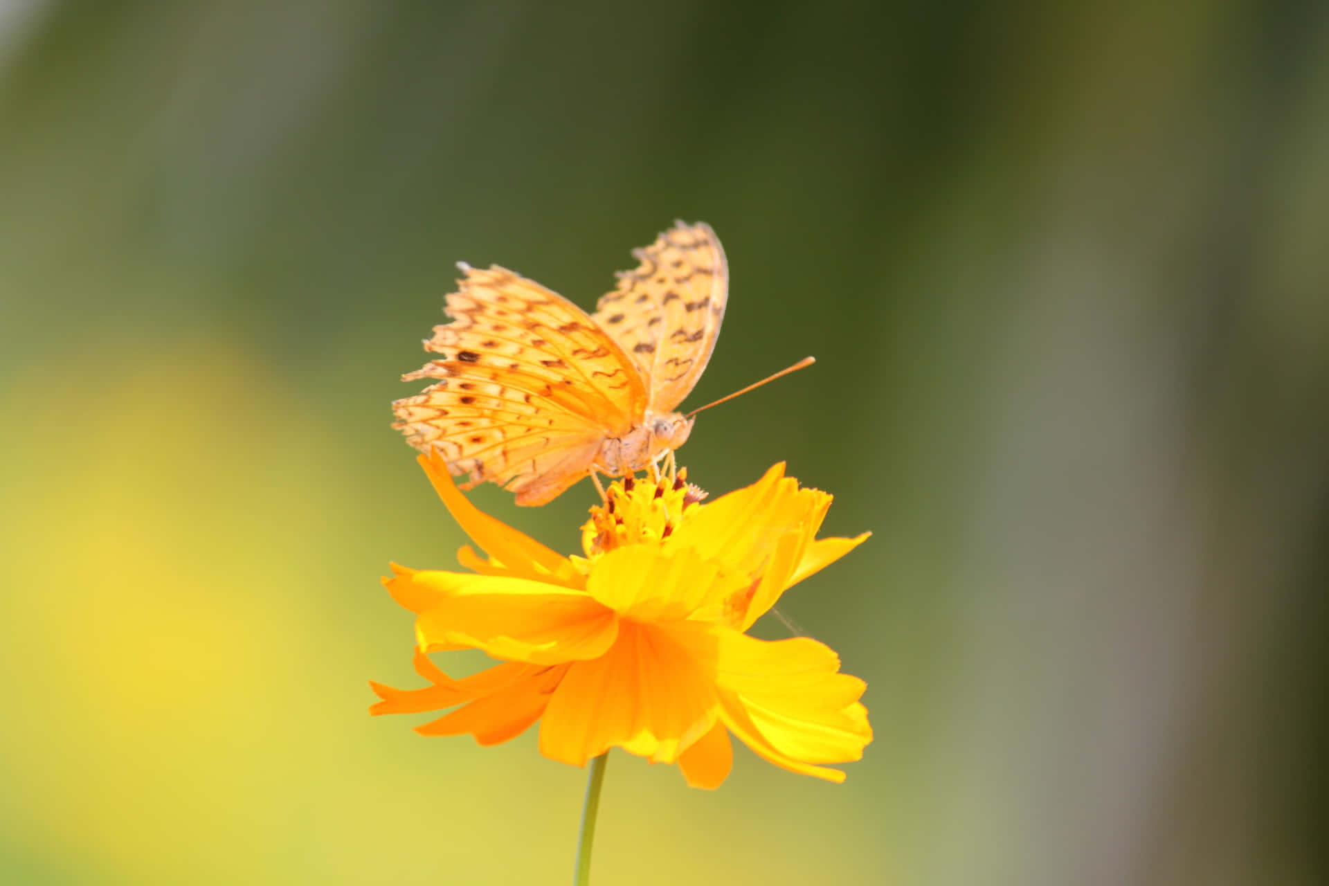 A delicate yellow butterfly flutters in nature. Wallpaper