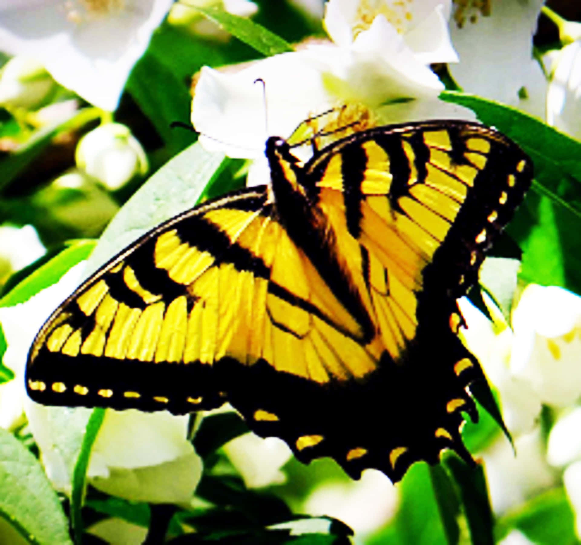 Download Butterfly Yellow 6500 X 6098 Wallpaper Wallpaper | Wallpapers.com