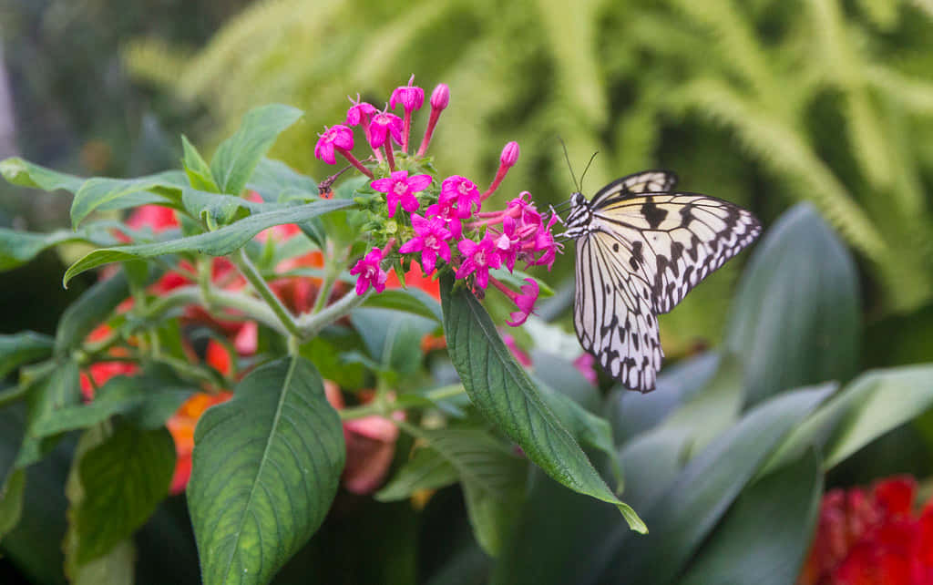 Dompel Jezelf Onder In De Schoonheid Van De Vlinder Zoo Achtergrond