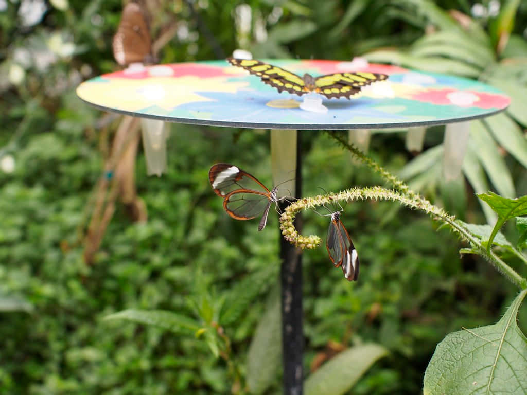 Admire the Beauty of Nature at Butterfly Zoo Wallpaper