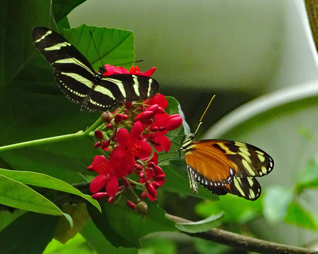 Image  Beautiful Butterflies at Butterfly Zoo Wallpaper