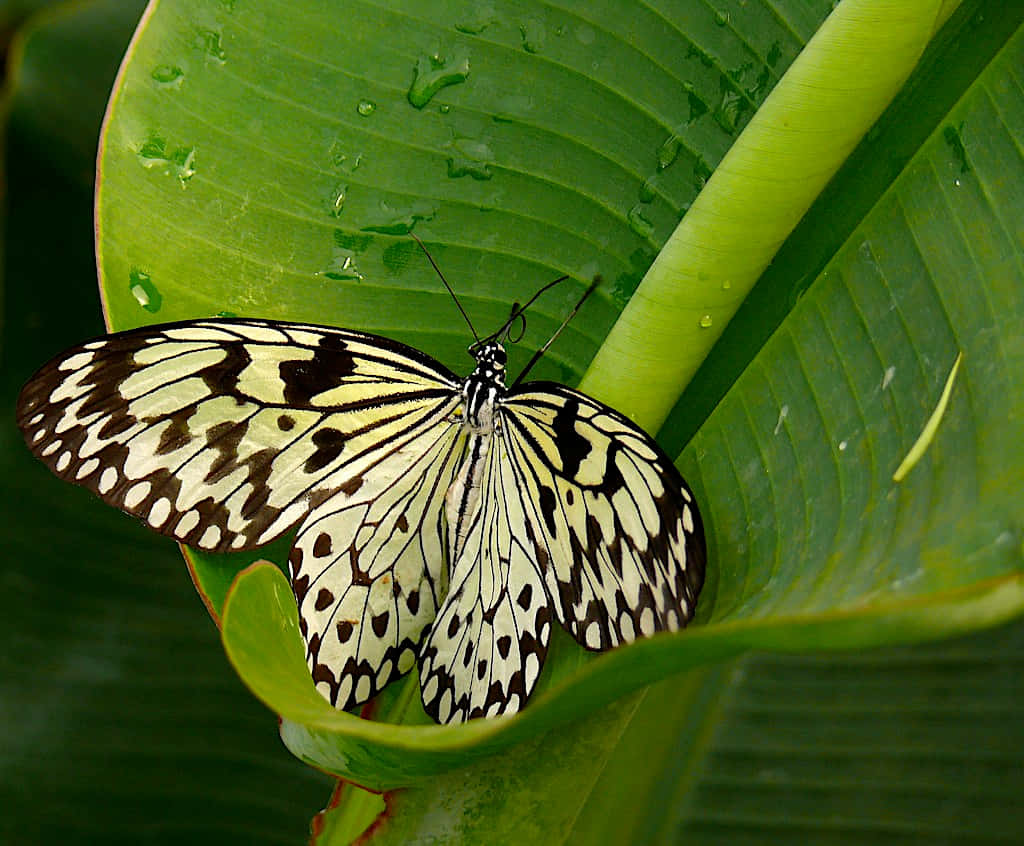 Explore the beauty of nature at Butterfly Zoo Wallpaper