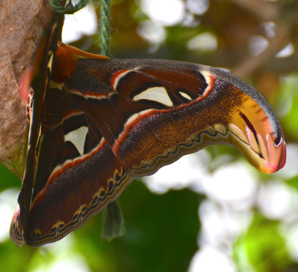 A Trip to the Butterfly Zoo Wallpaper