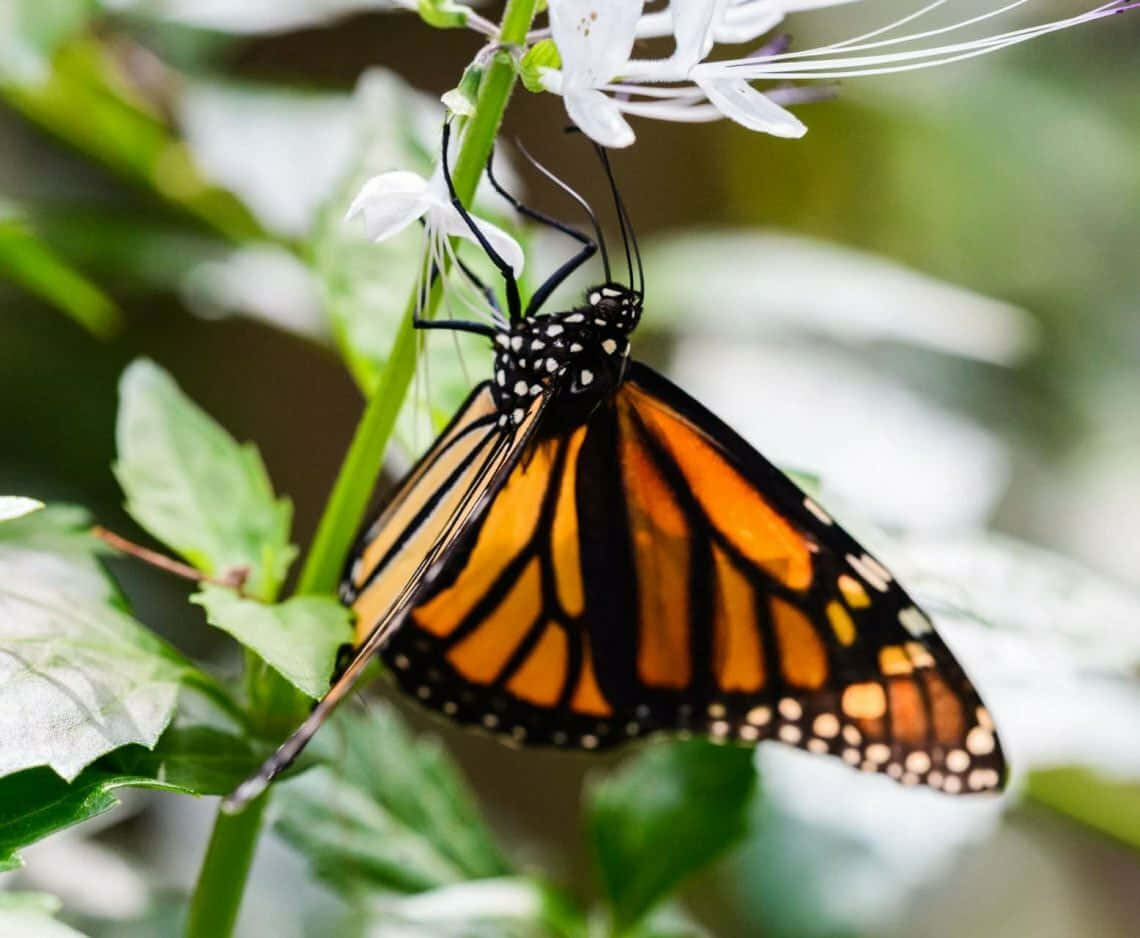 Explore the vivid beauty of the Butterfly Zoo Wallpaper