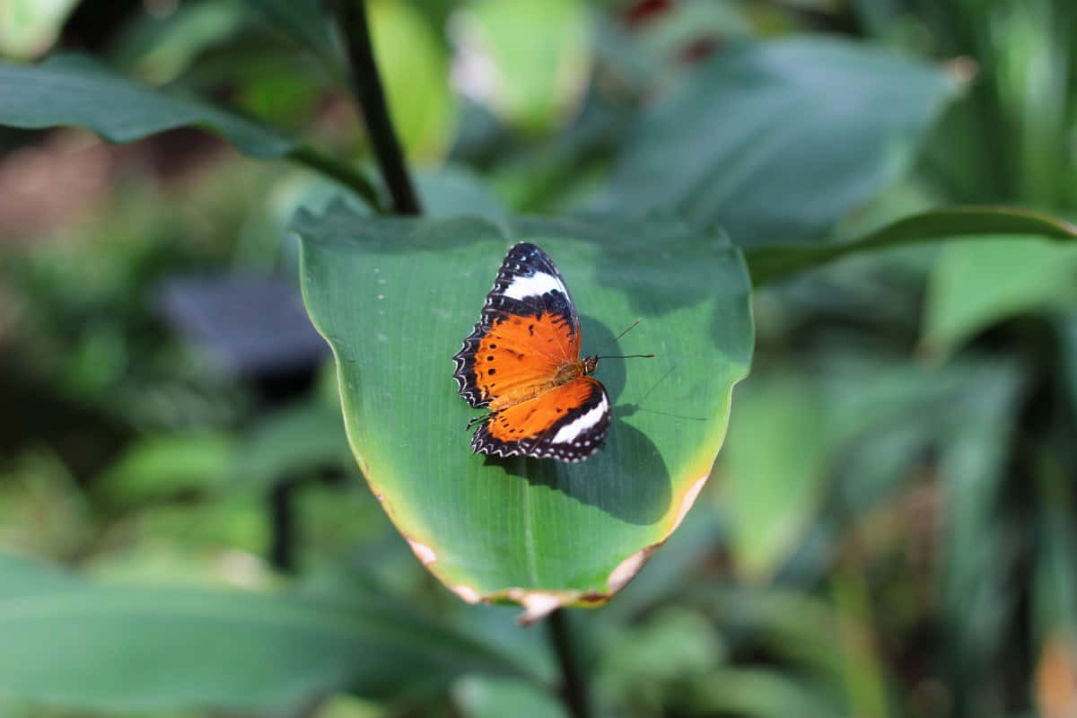 Ervaar Een Land Van Schoonheid En Wonder In De Vlindertuin Achtergrond