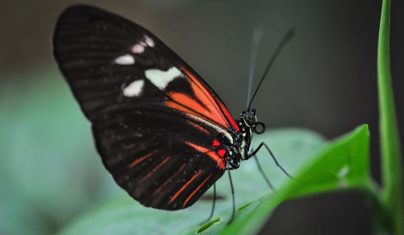 Discover the beauty of nature at Butterfly Zoo Wallpaper