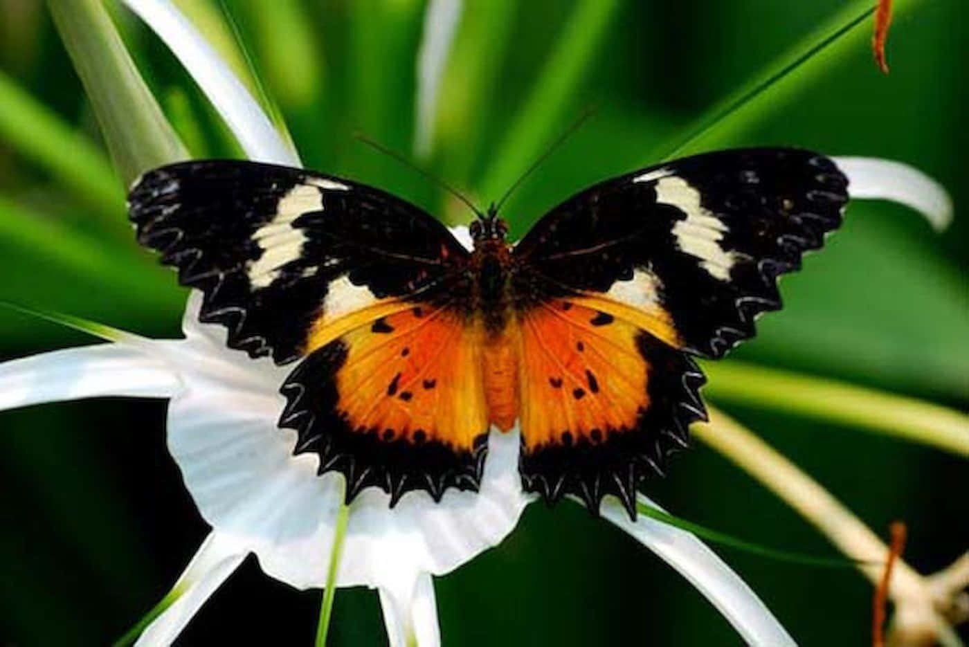 Enjoy the Beauty of the Butterfly Zoo! Wallpaper