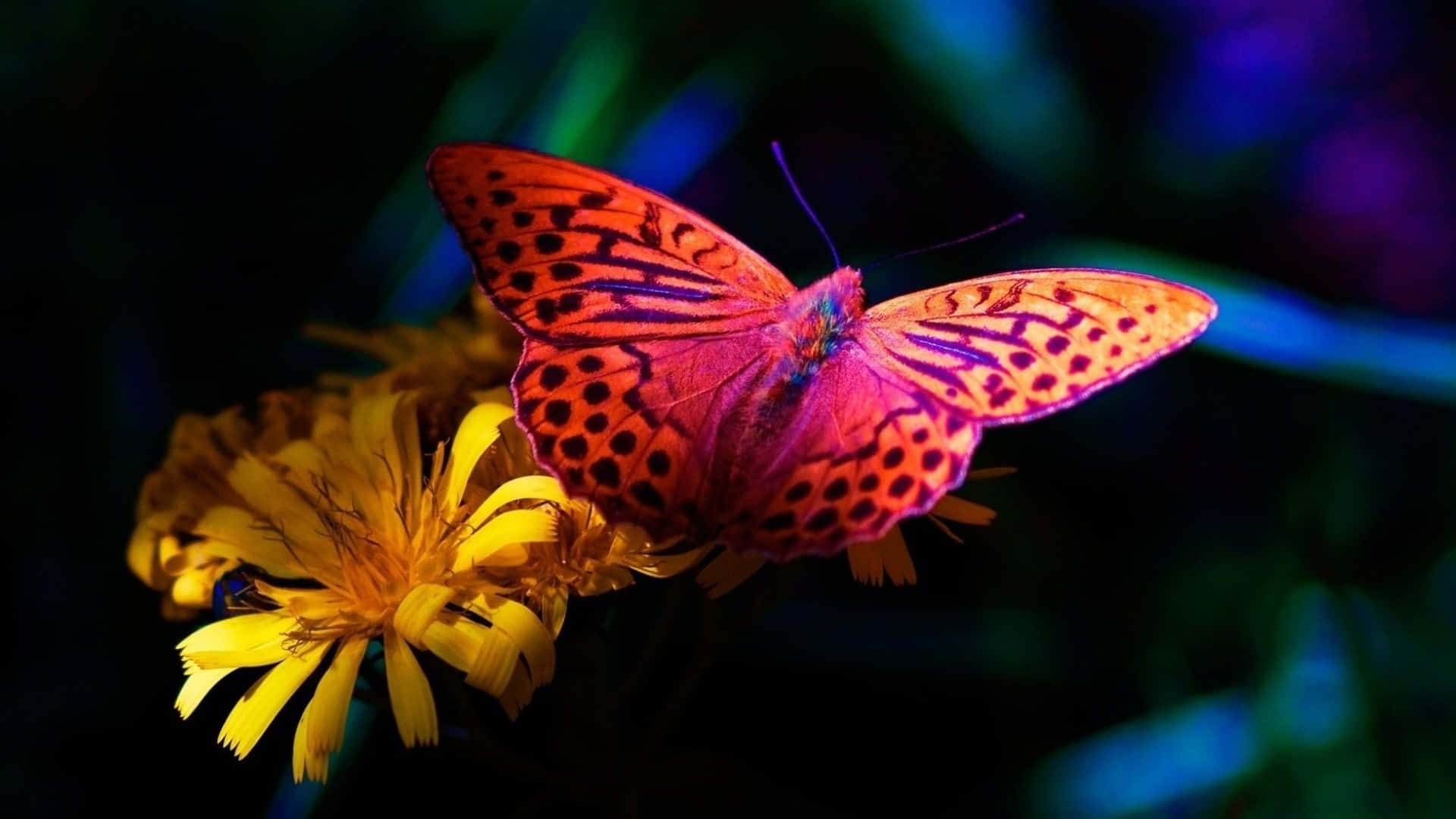 Explore the beauty of the butterfly at Butterfly Zoo! Wallpaper