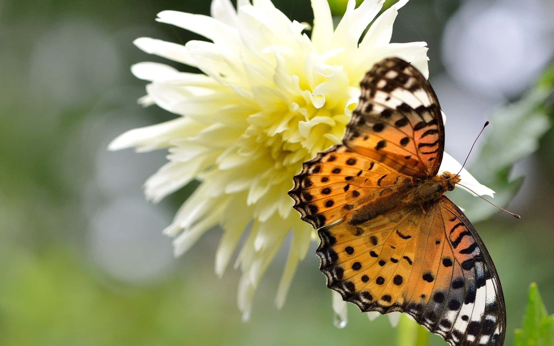 A beautiful blue butterfly perched in the Butterfly Zoo Wallpaper