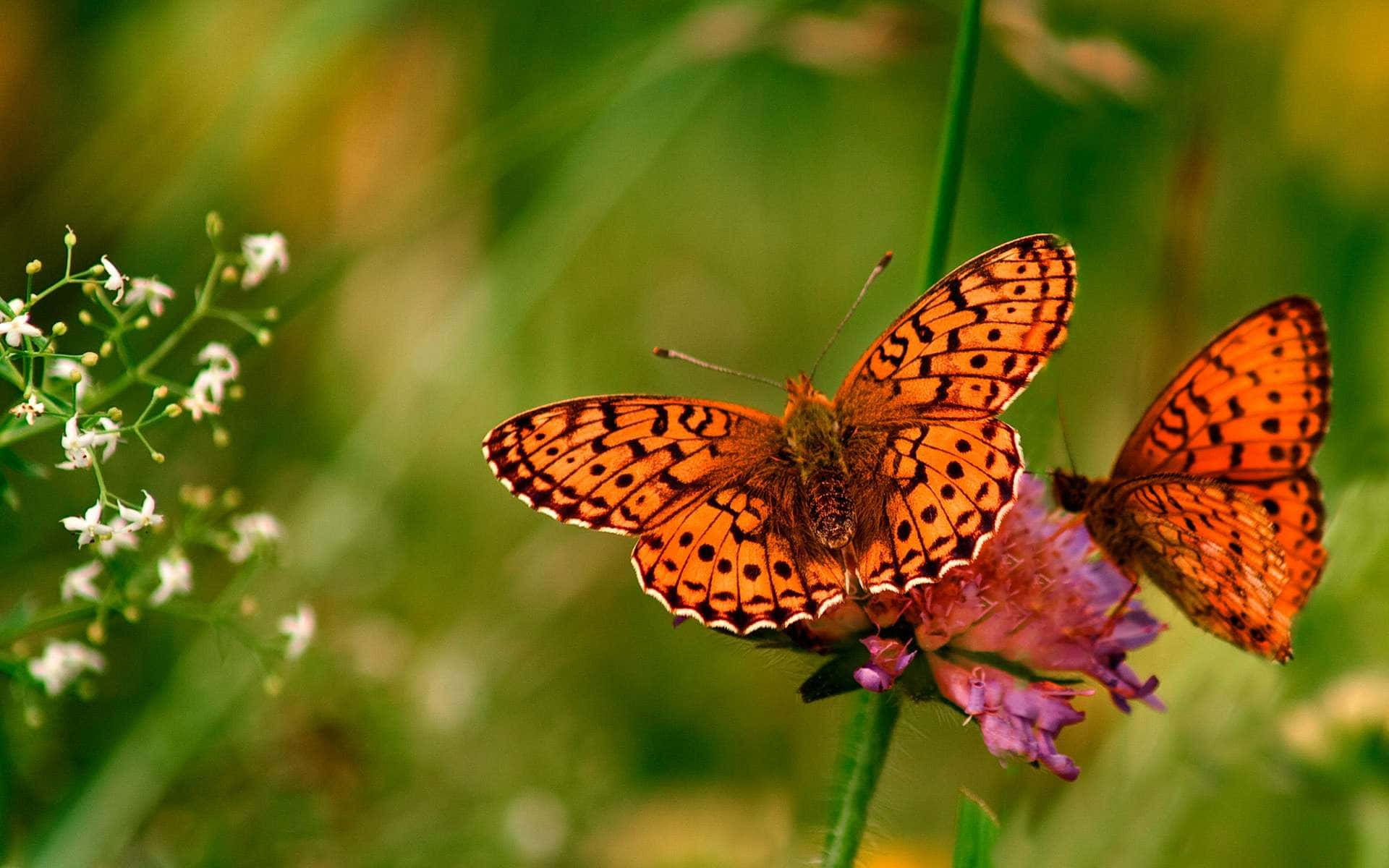 Visit Our Butterfly Park to See the Most Magical Inhabitants of Our Planet Wallpaper