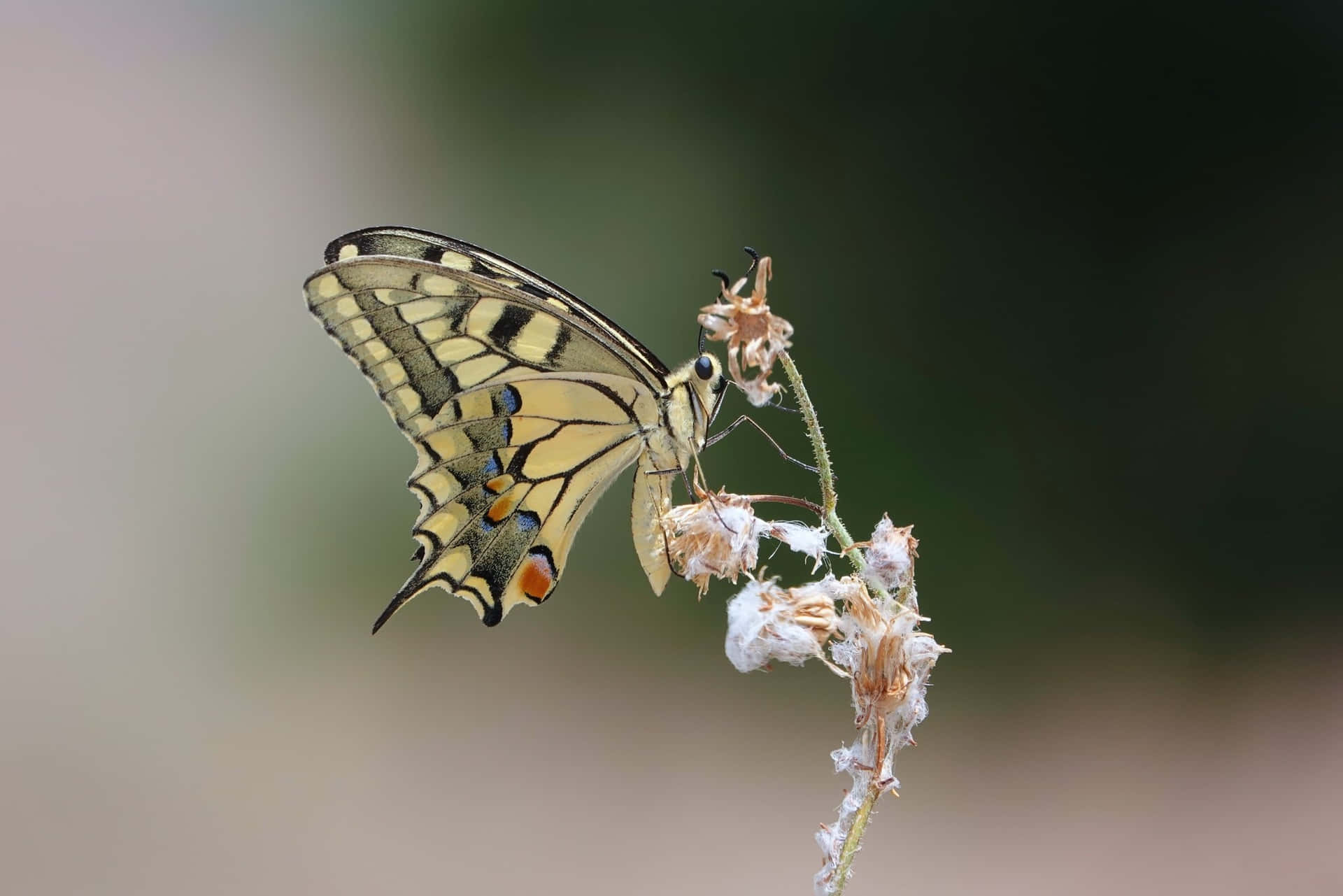 Come experience the beauty of the Butterfly Zoo Wallpaper