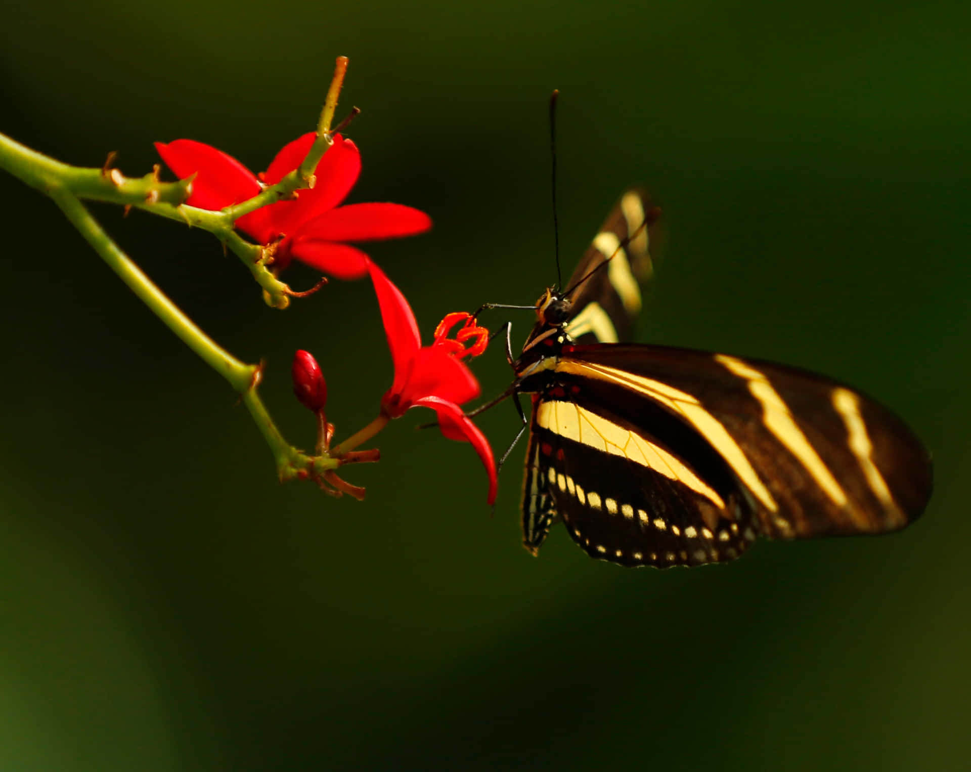 Explore the vibrant Butterfly Zoo! Wallpaper