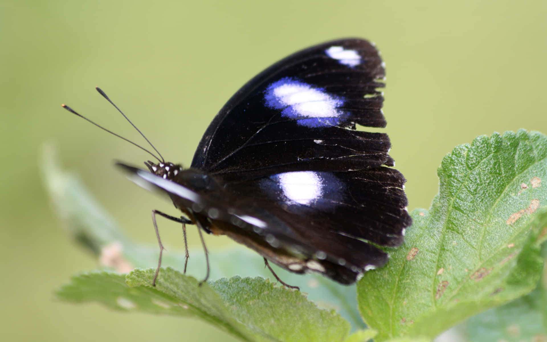 Uncover the Wonders of the Butterfly Zoo Wallpaper