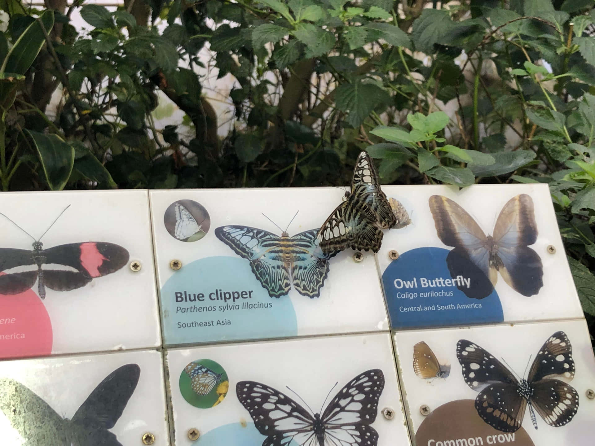 Disfrutade La Diversa Belleza En El Zoológico De Mariposas. Fondo de pantalla