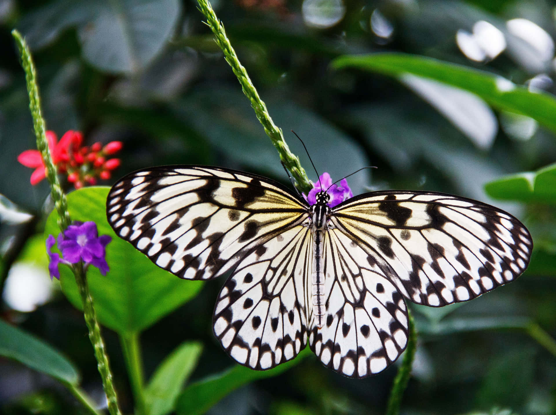 Explore the colorful world of the Butterfly Zoo Wallpaper