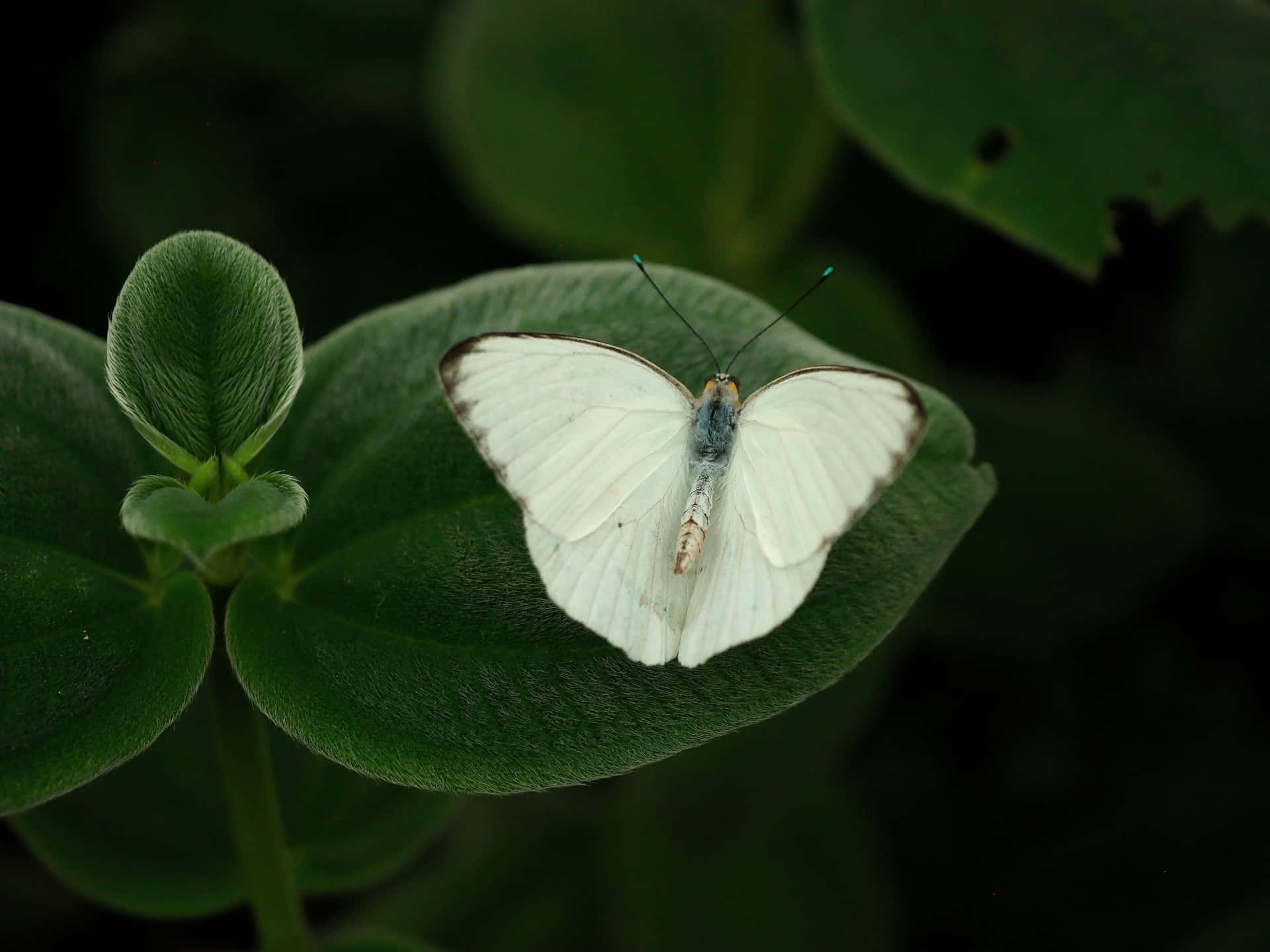 Kom Dichtbij De Natuur Met De Vlindertuin Achtergrond