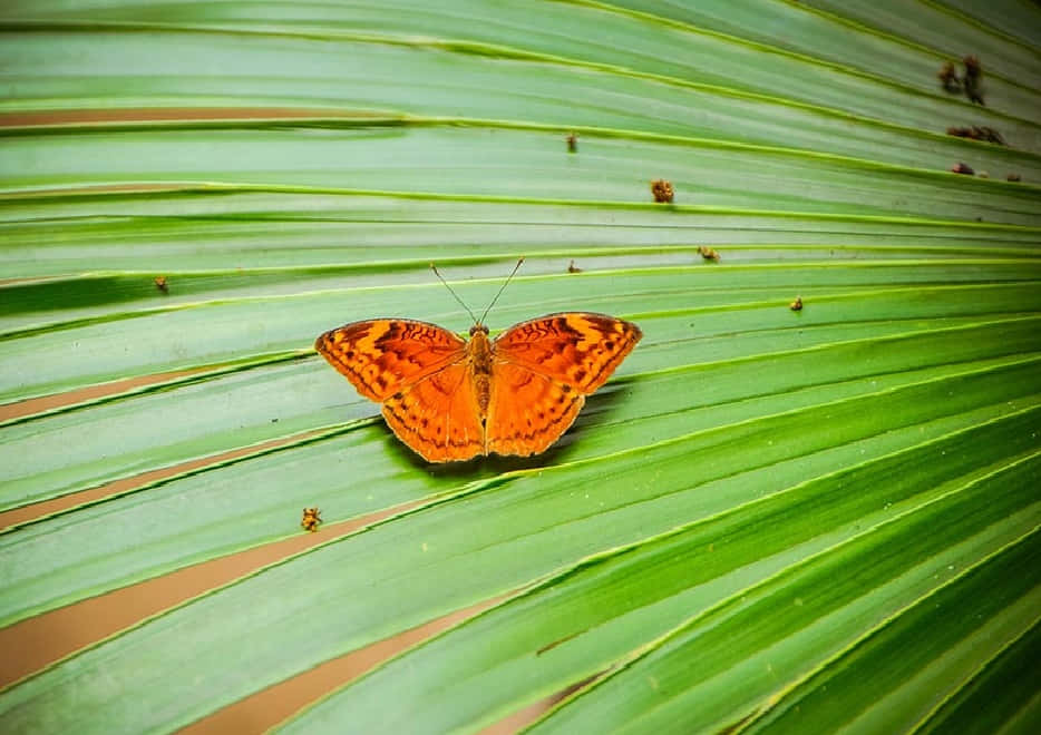 Get a Close Look at Nature's Splendid Creatures at Butterfly Zoo Wallpaper