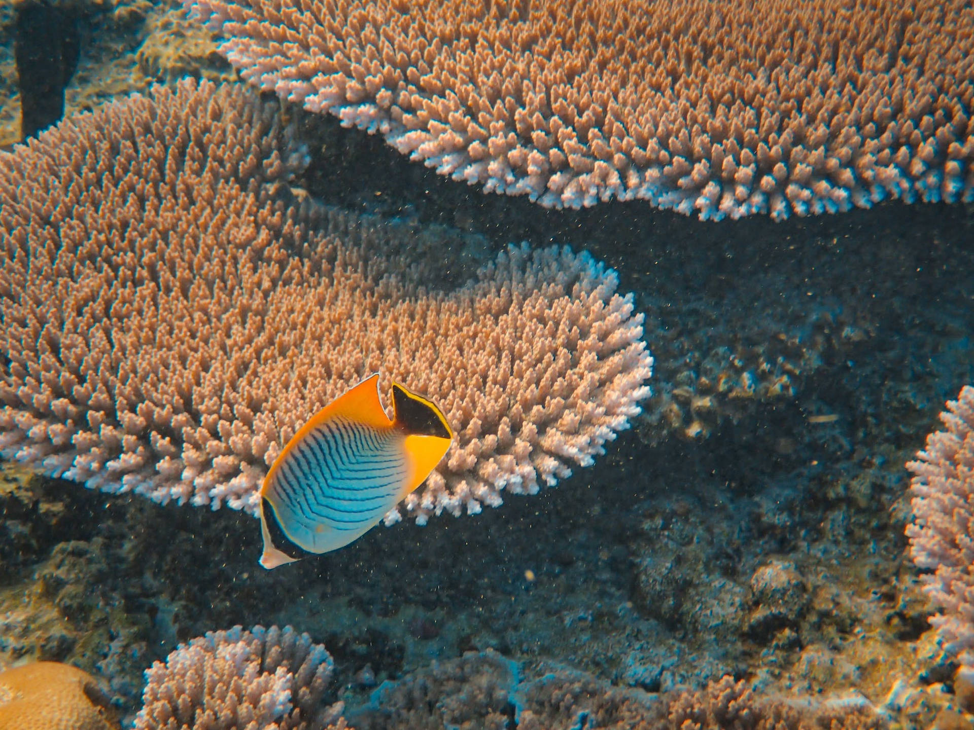 Butterflyfish Coral Wallpaper