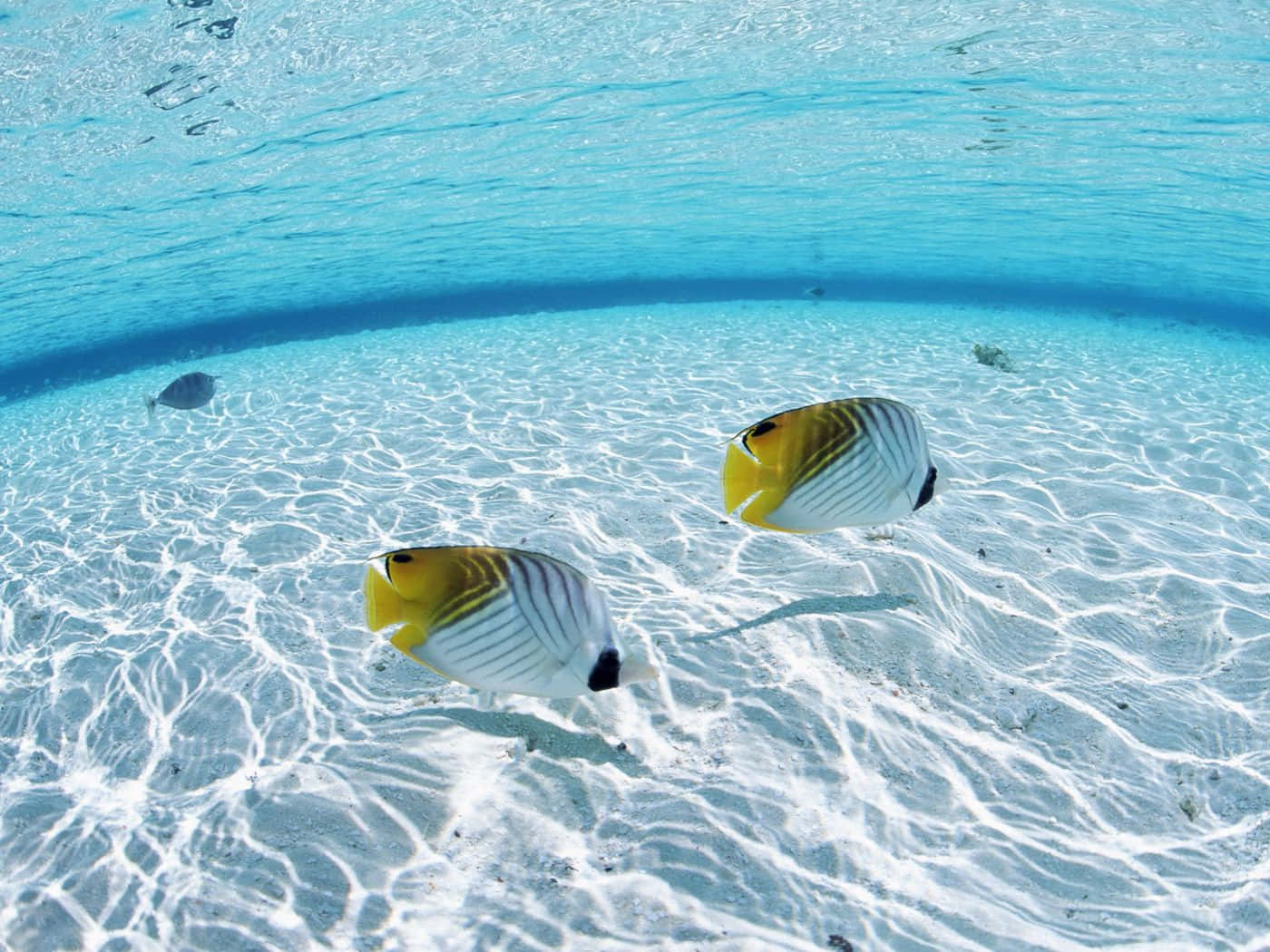 Butterflyfish On Shallow Water Wallpaper
