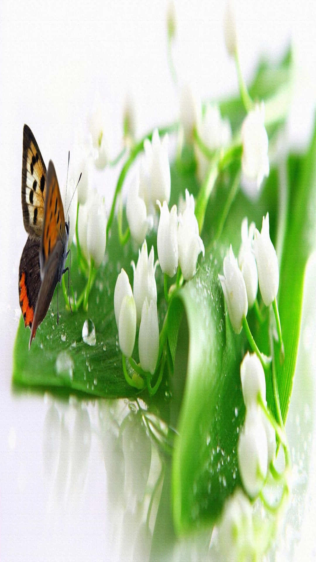 Butterflyon Lilyofthe Valley.jpg Wallpaper