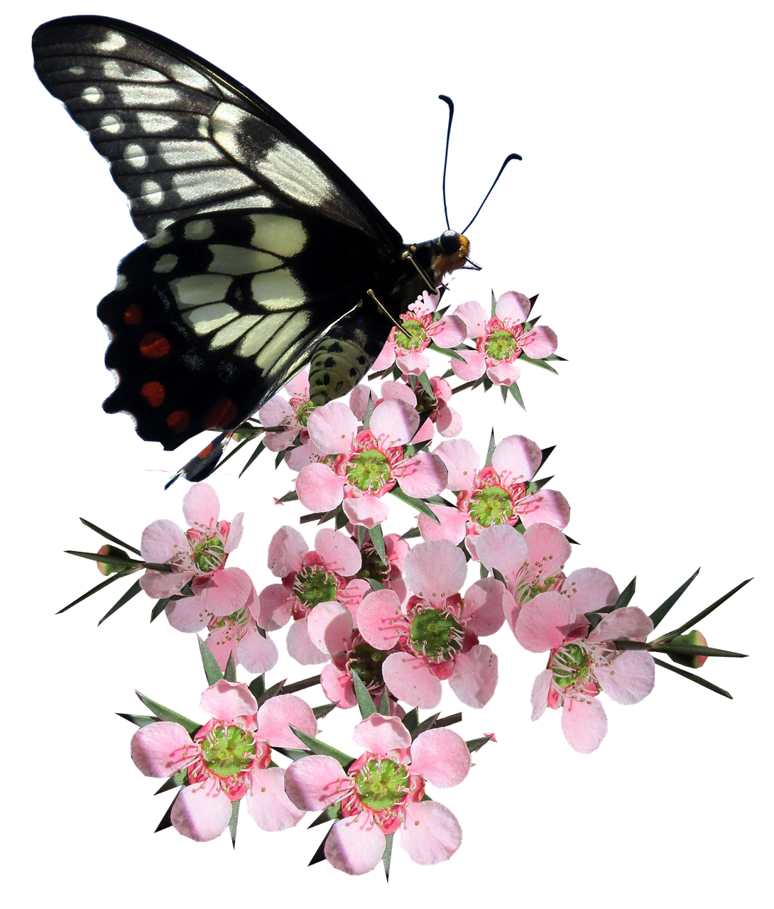 Butterflyon Pink Blossoms PNG