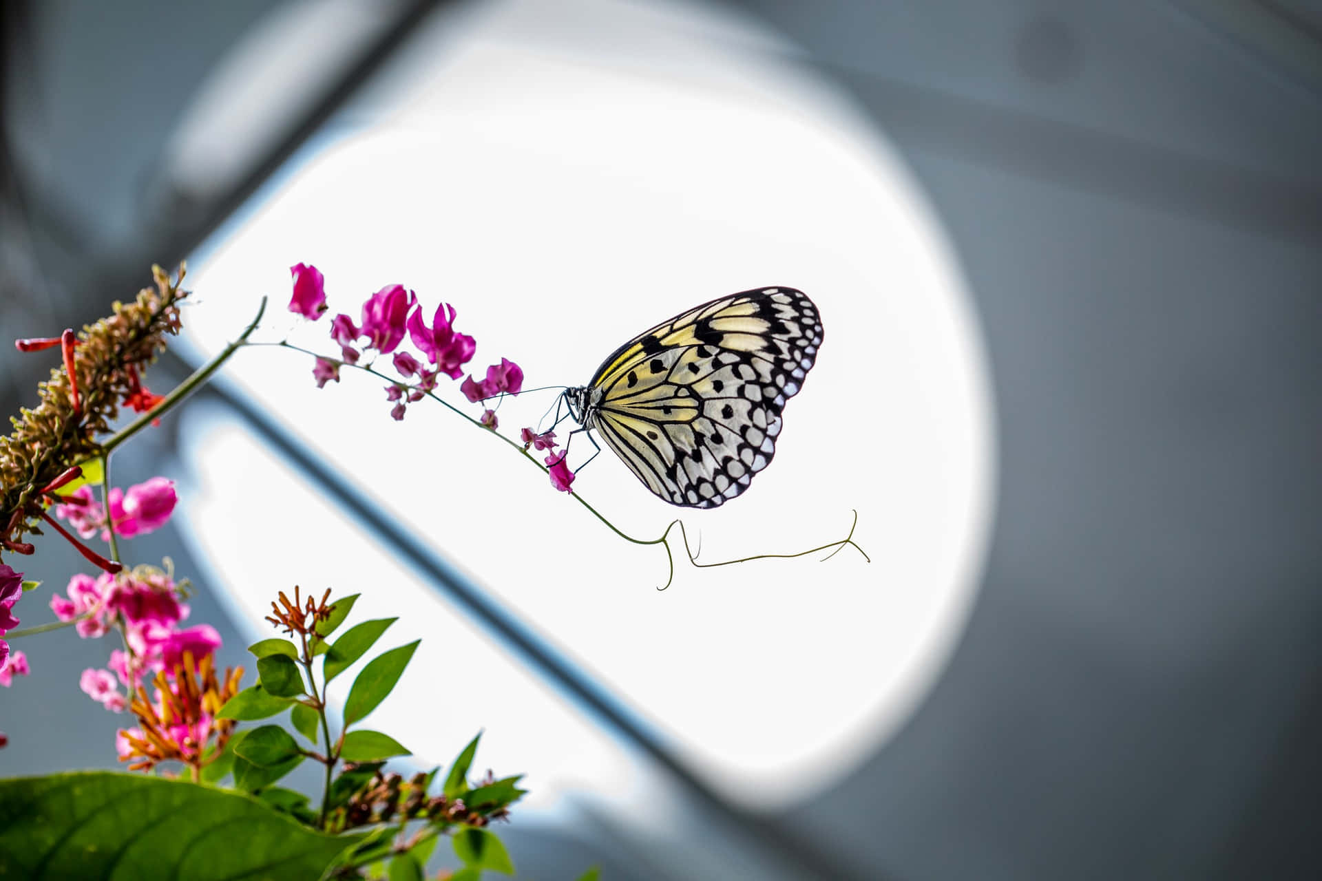 Papillon Sur Des Fleurs Roses Fond d'écran