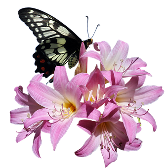 Butterflyon Pink Lilies PNG