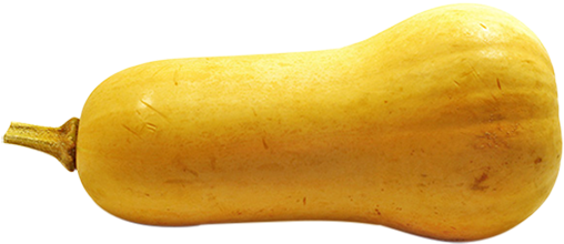 Butternut Squash Isolated PNG