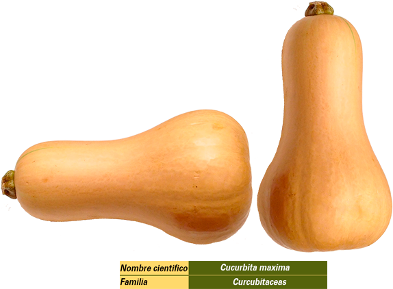 Butternut Squash Varieties PNG