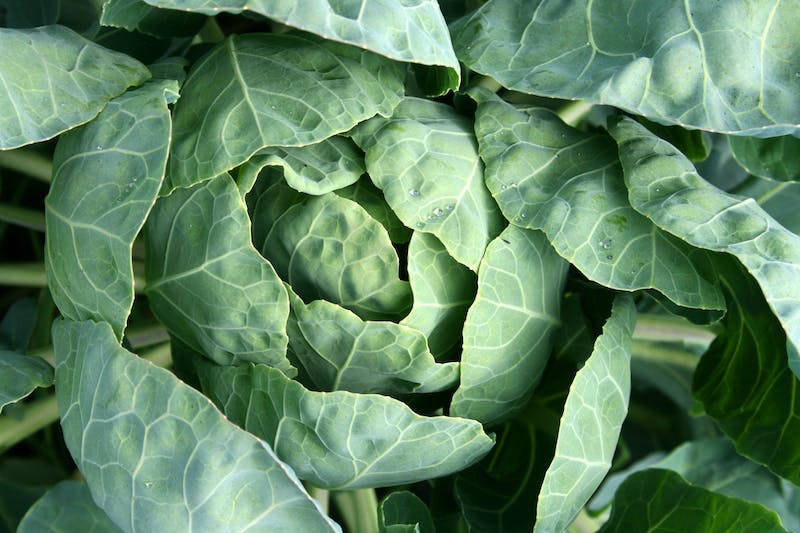 Cabbage Close Up Wallpaper