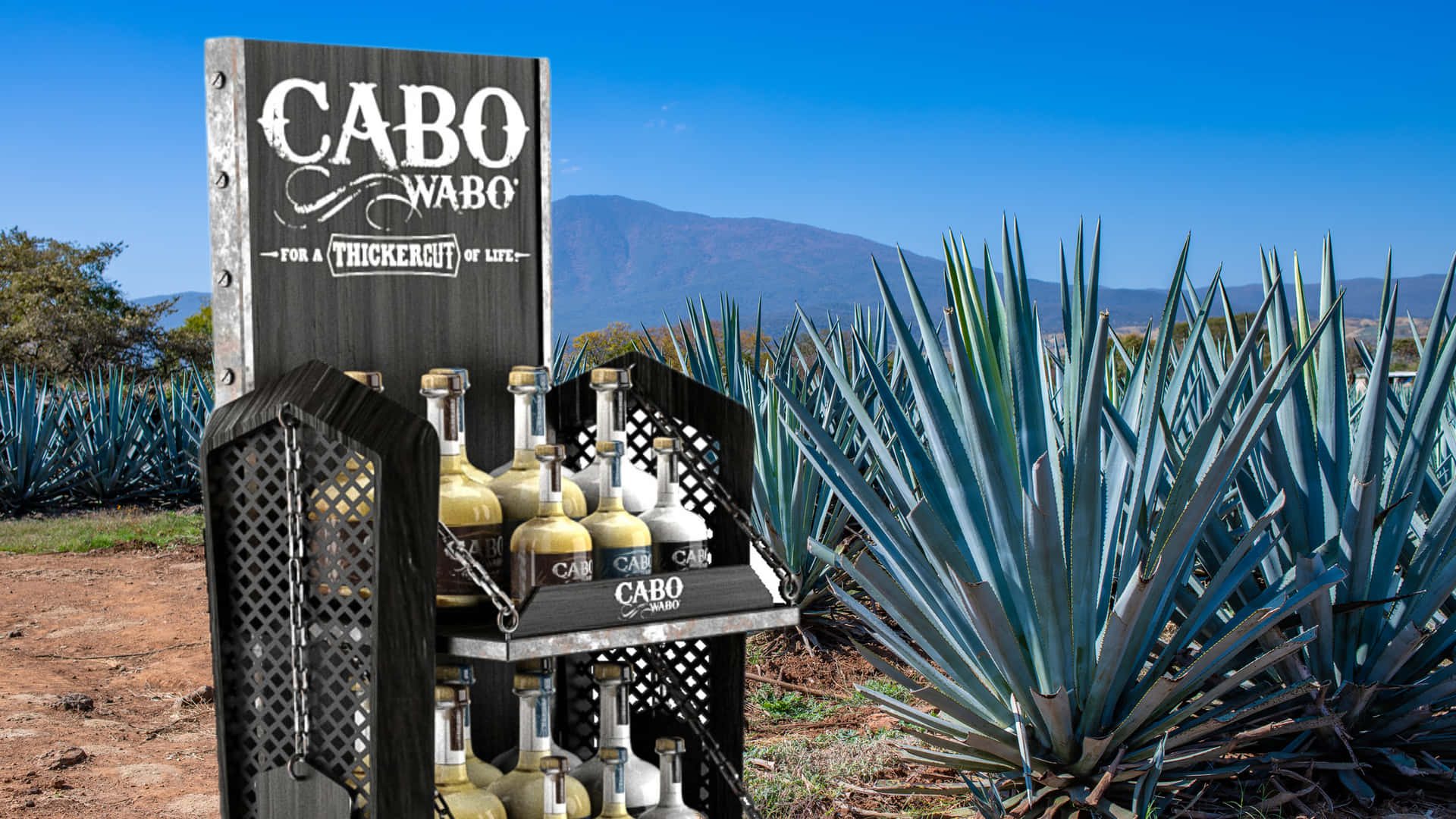 Cabo Wabo Tequila Display Agave Field Wallpaper