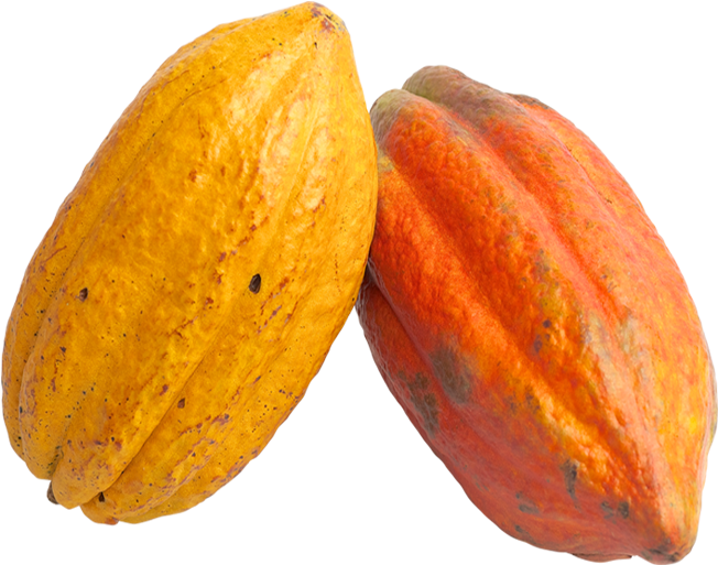 Cacao Pods Yellowand Red PNG