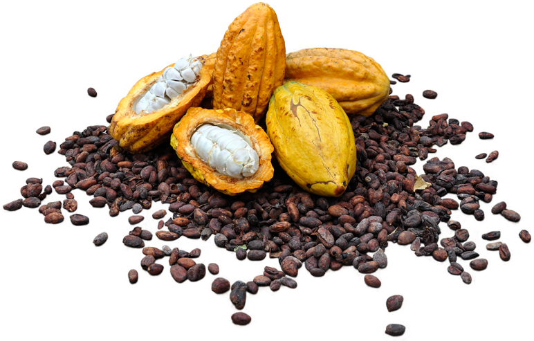 Cacao Podsand Beans PNG