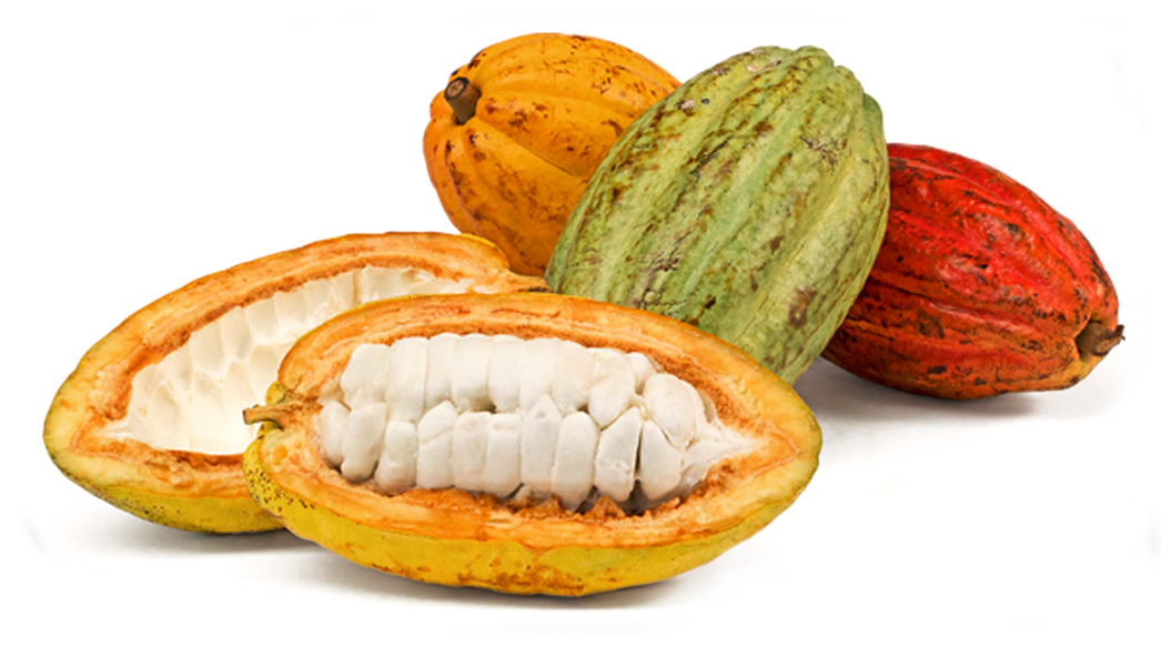 Cacao Podsand Beans.png PNG