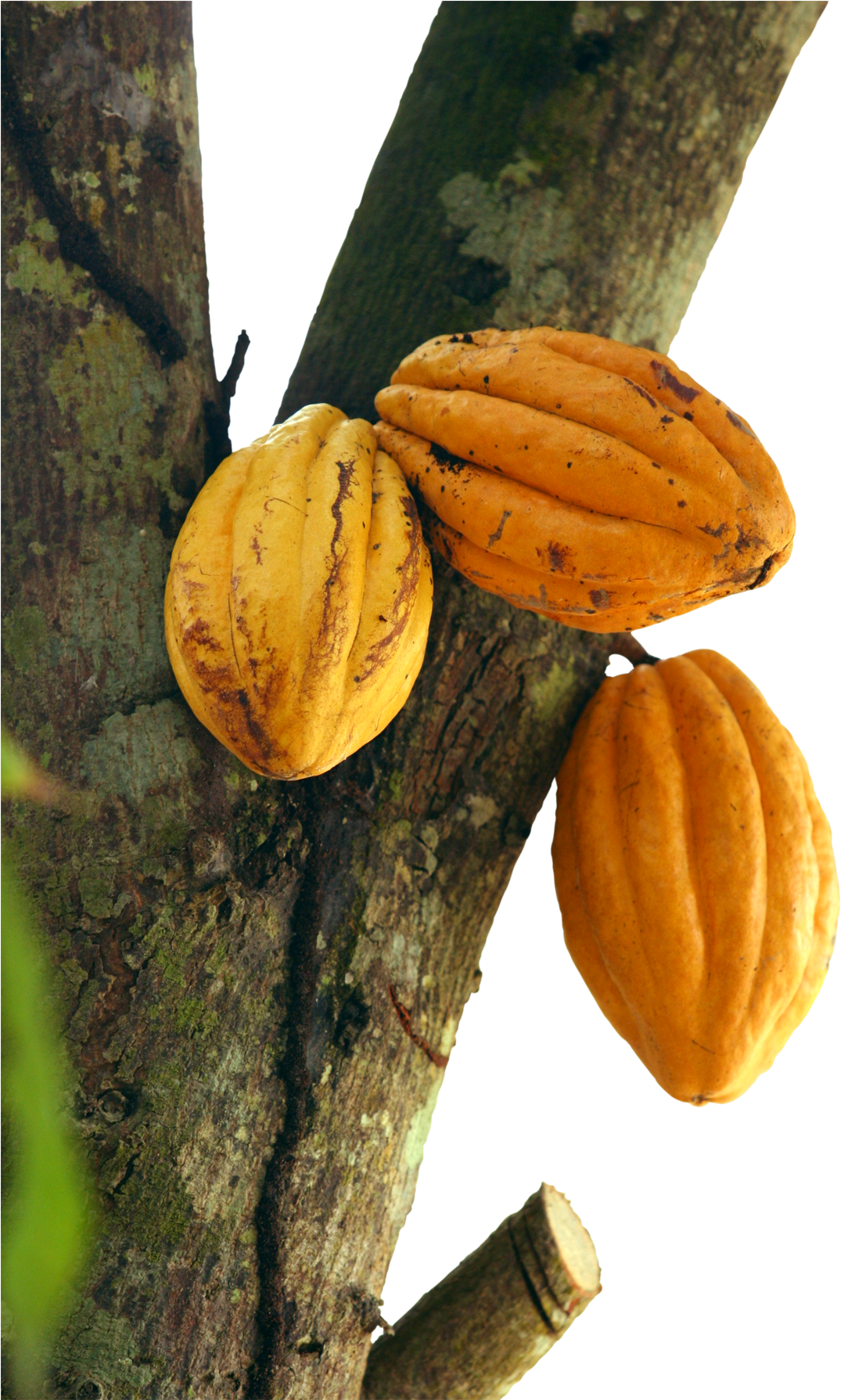 Cacao Podson Tree PNG