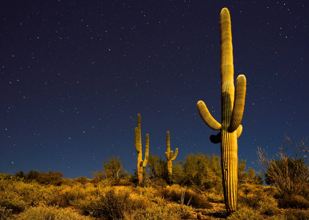 Kaktusaroch Stjärnor I Arizonas Öken. Wallpaper