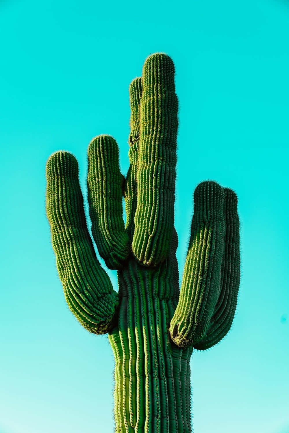 Alrevés Y Por Todas Partes, Este Cactus Prosperará En Cualquier Entorno.